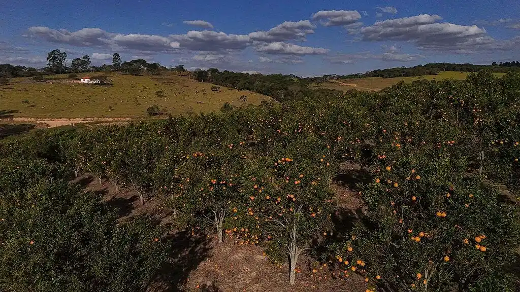 受干旱影响，巴西橙子产量缩减