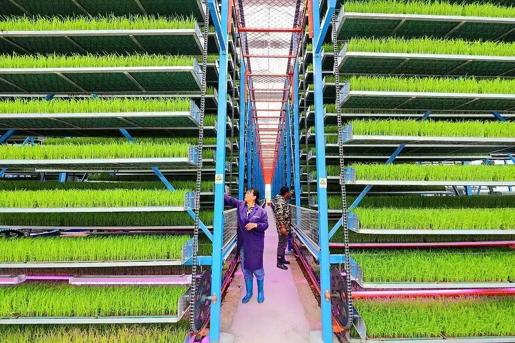 智能育秧大棚里，工人在管护秧苗